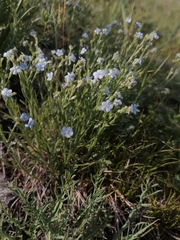 Eritrichium pectinatum