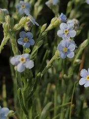 Eritrichium pectinatum