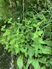 Hypericum graveolens