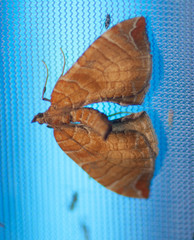 Eulithis molliculata