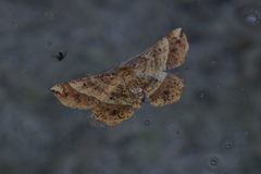 Euchlaena tigrinaria