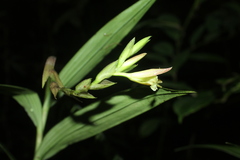 Epidendrum tropidioides