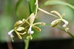 Image of Epidendrum cristatum