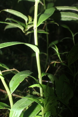 Epidendrum tropidioides