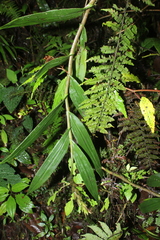 Epidendrum tropidioides