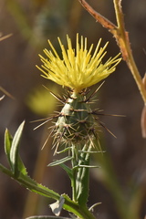 Centaurea sulphurea