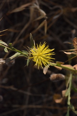 Centaurea sulphurea