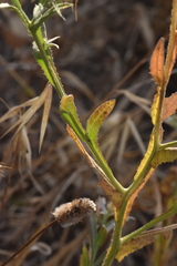Centaurea sulphurea