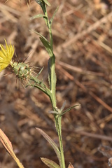Centaurea sulphurea