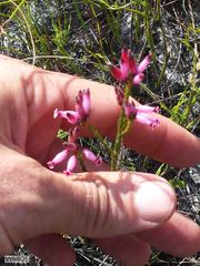 Erica cristata