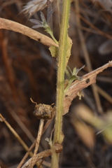 Centaurea sulphurea