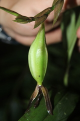 Epidendrum tropidioides