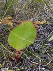Protea cordata