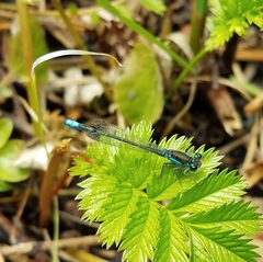Ischnura gemina
