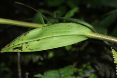 Epidendrum tropidioides
