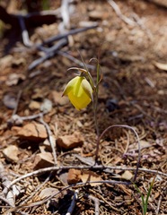 Calochortus raichei