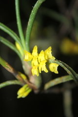 Maxillaria aggregata