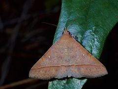 Tochara