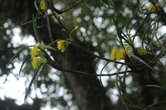 Maxillaria aggregata