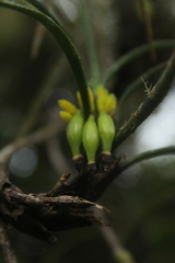 Maxillaria aggregata