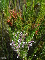 Erica perspicua perspicua