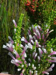 Erica perspicua perspicua