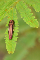 Agrilus cavatus
