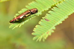 Agrilus cavatus