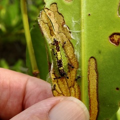 Hypochrysops apelles