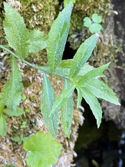 Palmerella debilis serrata