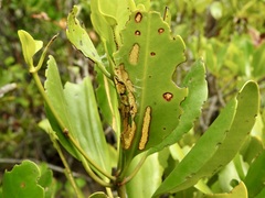 Hypochrysops apelles