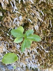 Palmerella debilis serrata