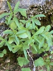 Palmerella debilis serrata