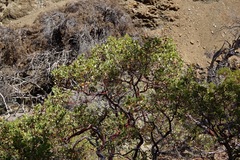 Arctostaphylos bakeri sublaevis