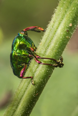 Eurhinus