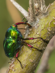 Eurhinus