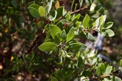 Arctostaphylos bakeri sublaevis
