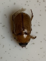 Cyclocephala