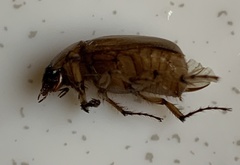 Cyclocephala