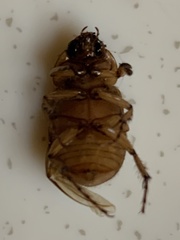Cyclocephala