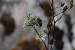 Bombus vancouverensis