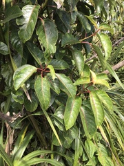 Perrottetia sandwicensis