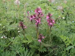Pedicularis rubens