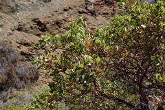 Arctostaphylos bakeri sublaevis