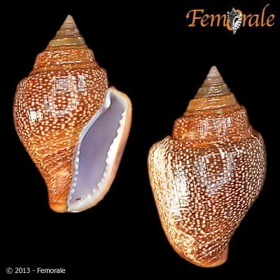 Columbella paytensis