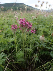 Pedicularis rubens