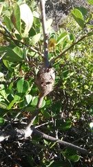 Searsia laevigata laevigata