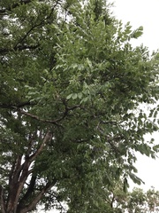Gymnocladus