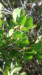 Searsia laevigata laevigata