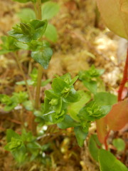 Gentiana douglasiana